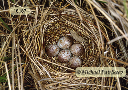 Le Conte's Sparrow (Ammodramus lecontei)